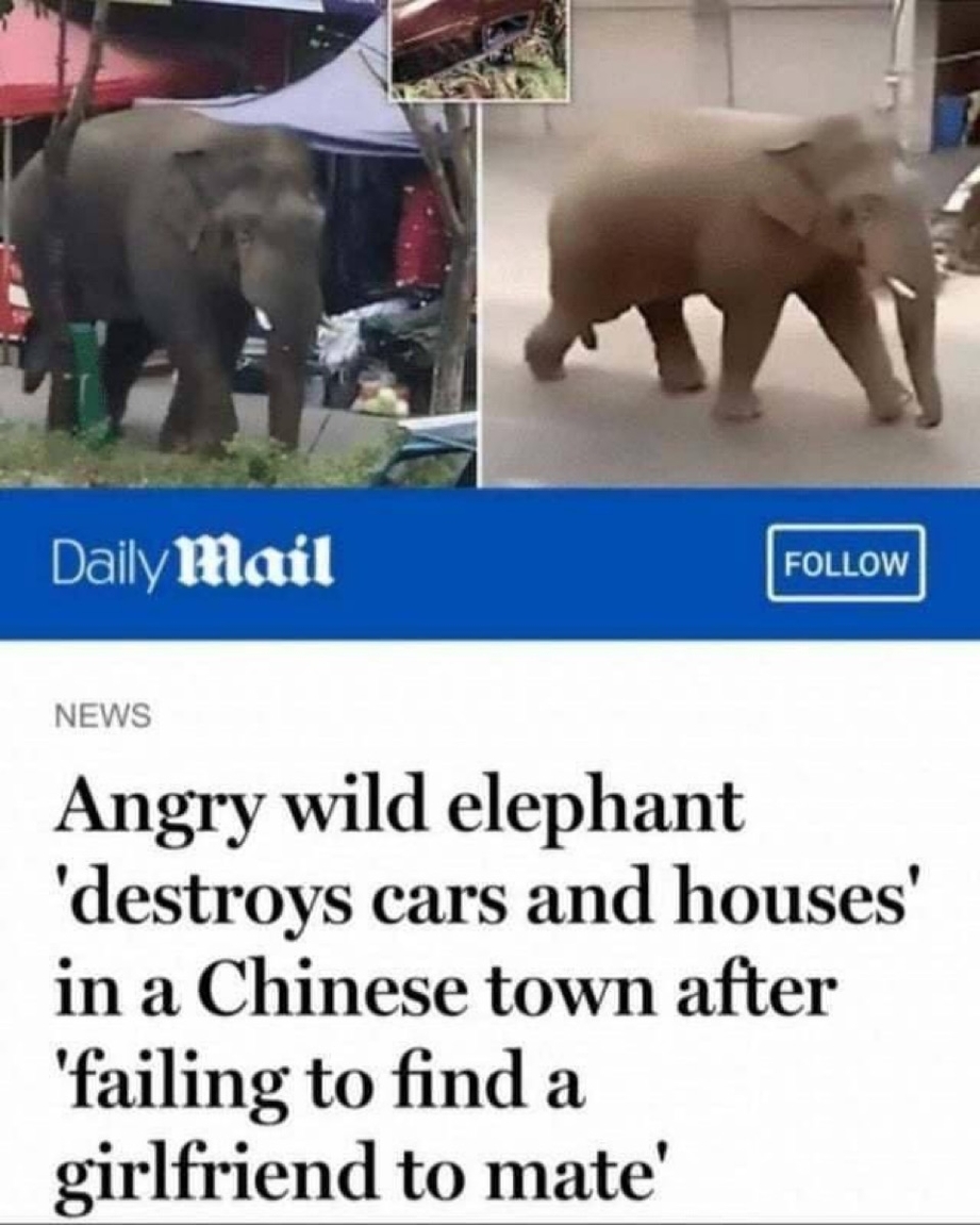 Angry wild elephant destroys cars and houses after failing to find girlfriend – meme
