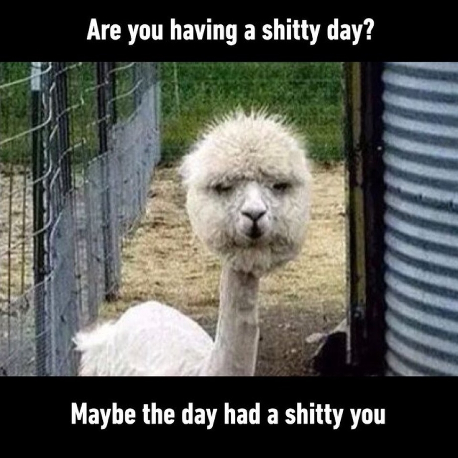 Are you having a shitty day – maybe the day had a shitty you – meme