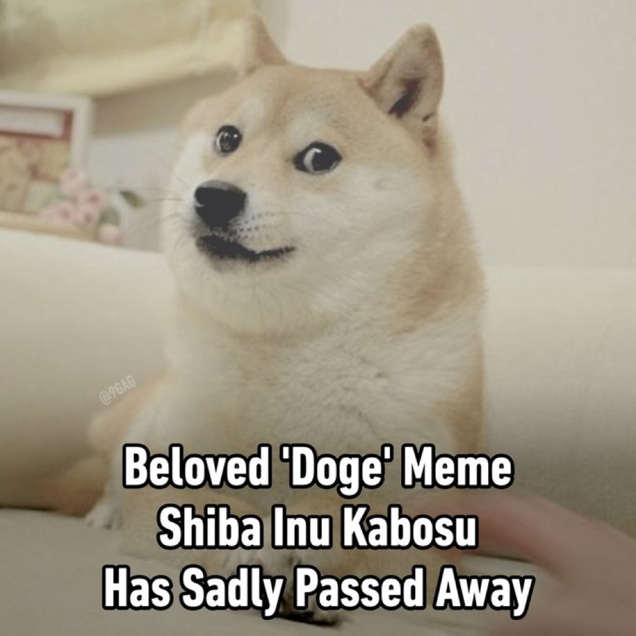 Beloved Doge Meme Shiba Inu Kabosu has sadly passed away