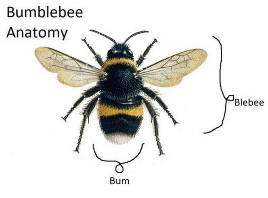 Bumblebee anatomy