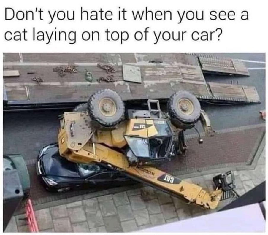Cat laying on top of your car