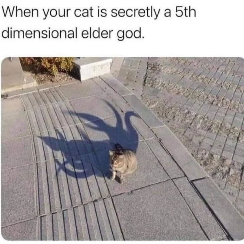 Cat shadow