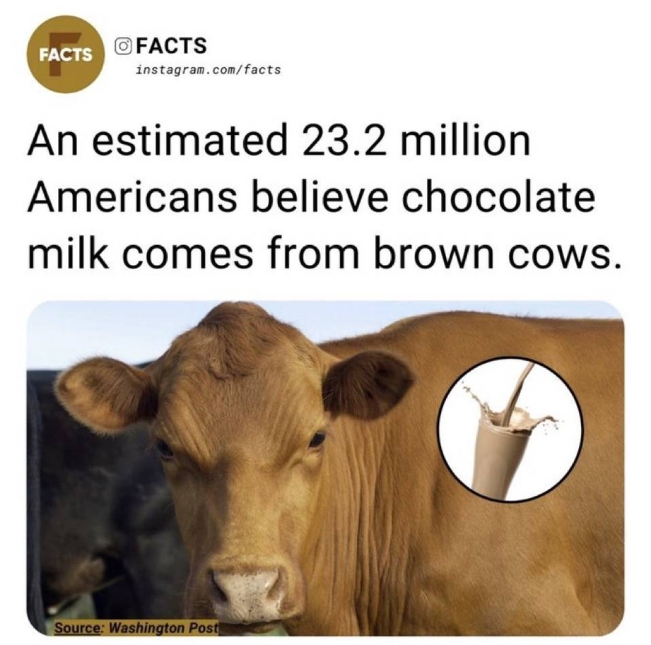 Chocolate milk comes from brown cows stats
