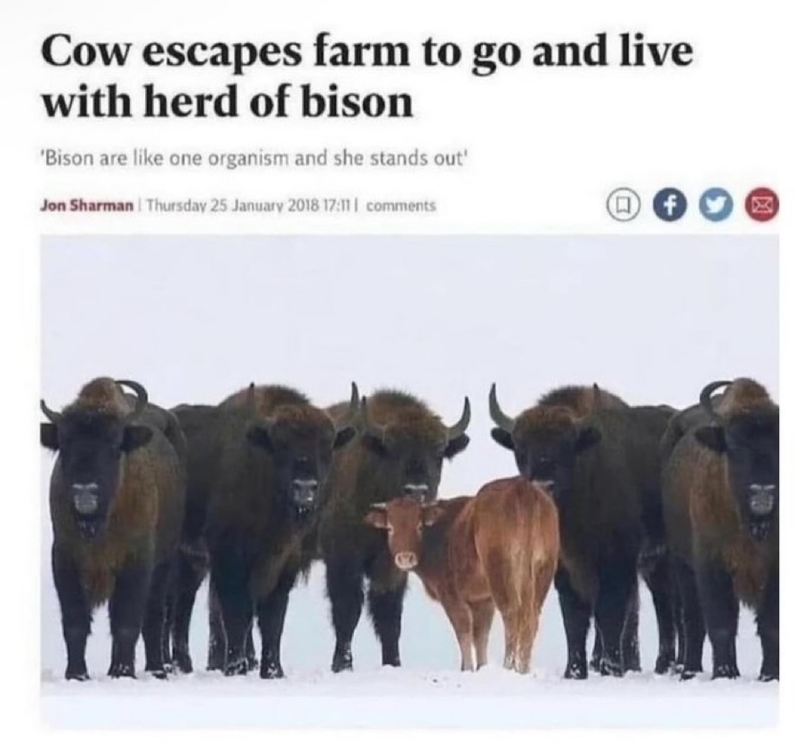 Cow escapes farm to go and live with herd of bison