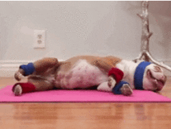 Dog Exercising in Gym Gif