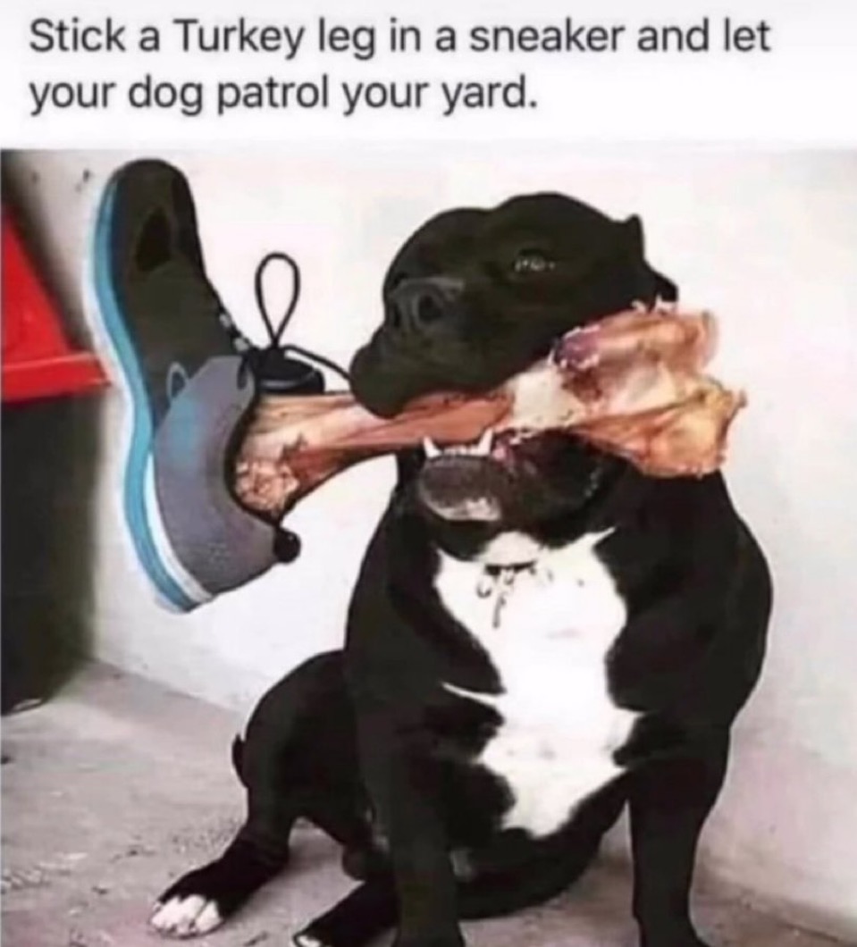 Dog patroling your yard tip