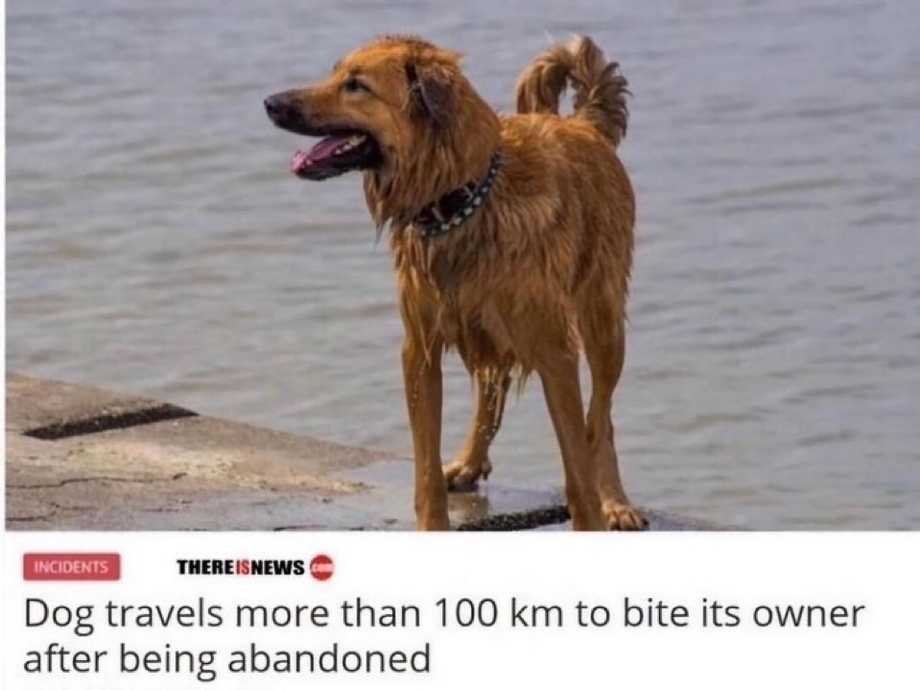 Dog travels to bite owner