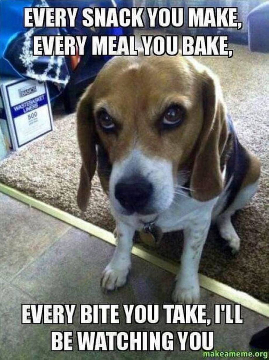 Every snack you make dog