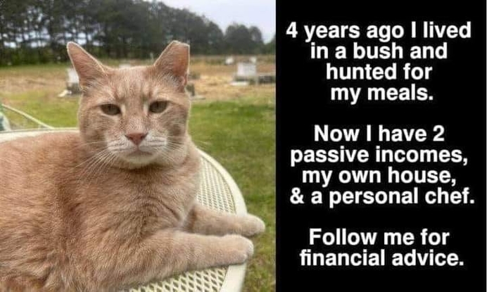 Financial Advice By A Cat