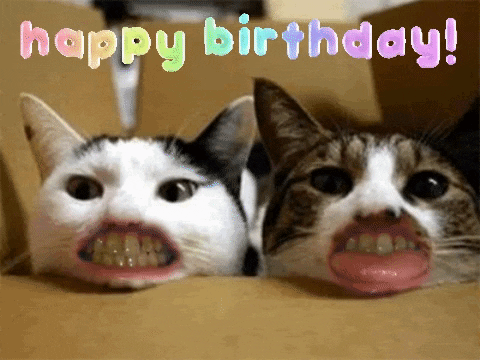 Happy Birthday Gif Cats