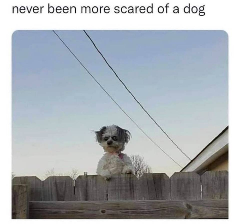 Never been more scared of a dog