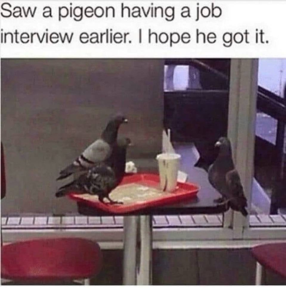 Pigeon having a job interview