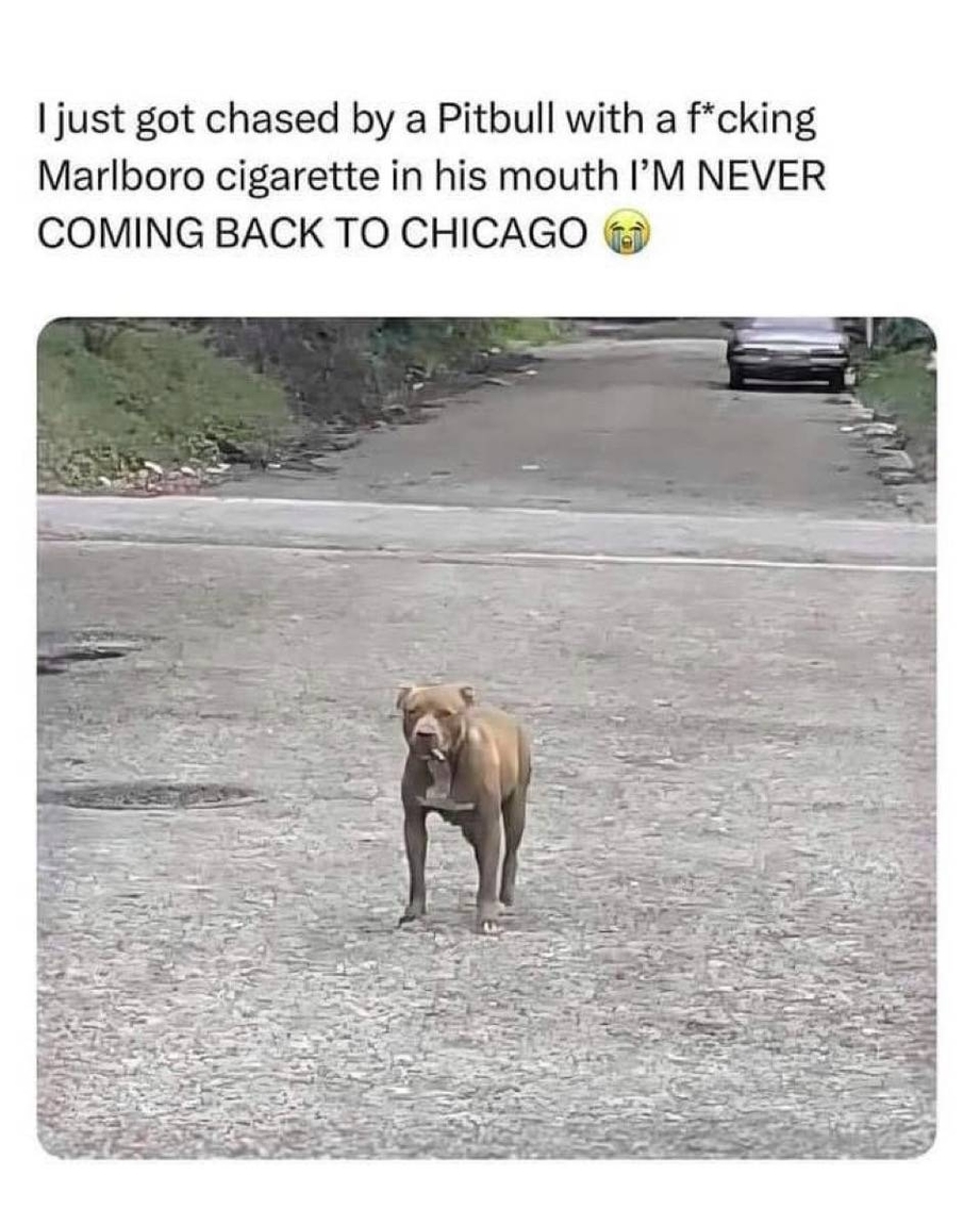 Pitbull in Chicago meme