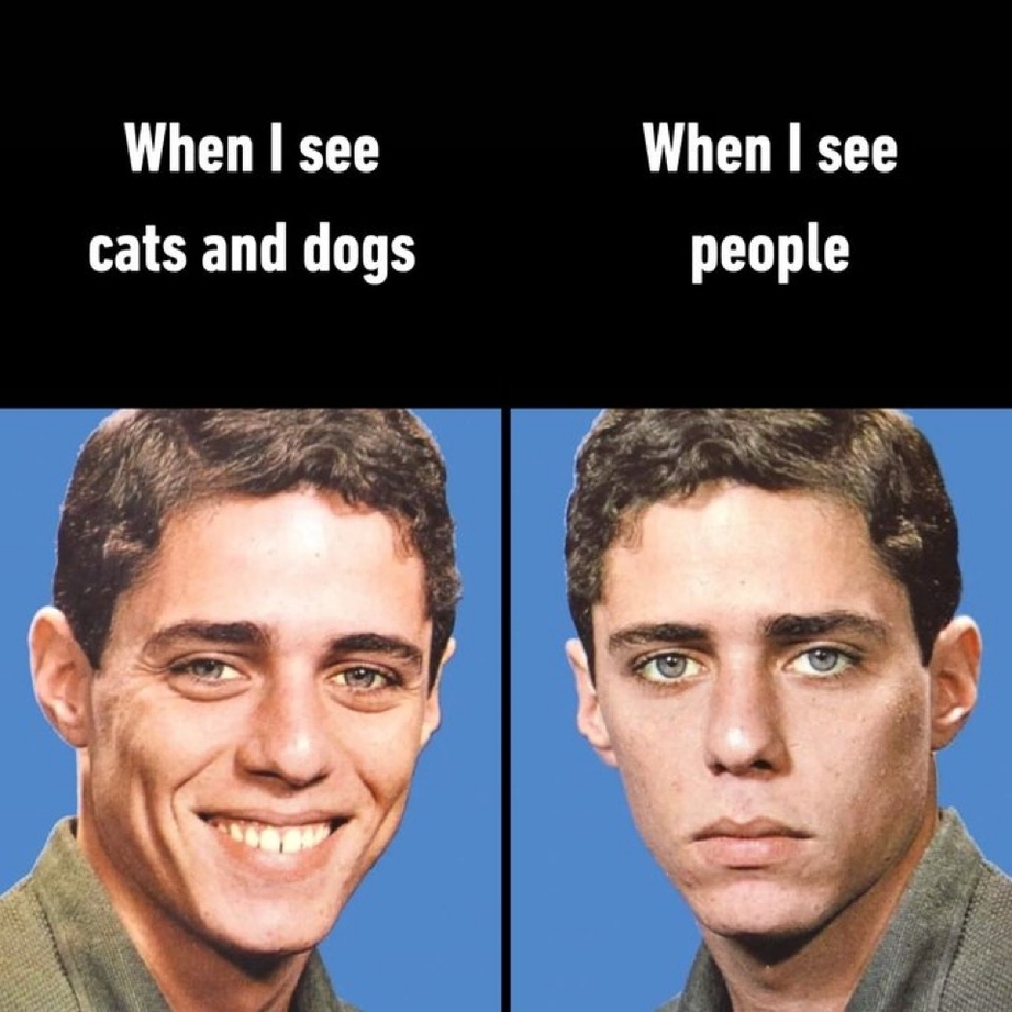 Seeing cats and dogs vs seeing other people meme