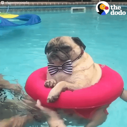 Summer time pool party dog gif