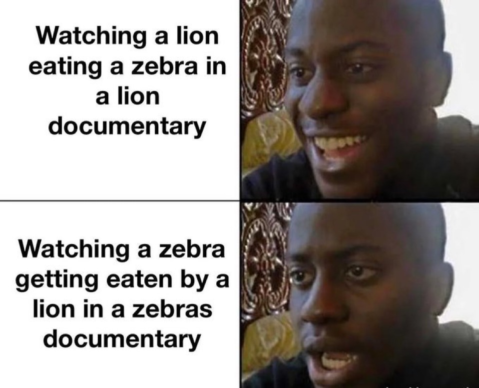 Watching a lion eat a zebra