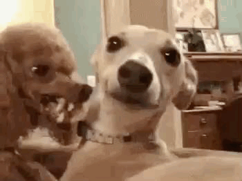dogs biting licking angry love gif