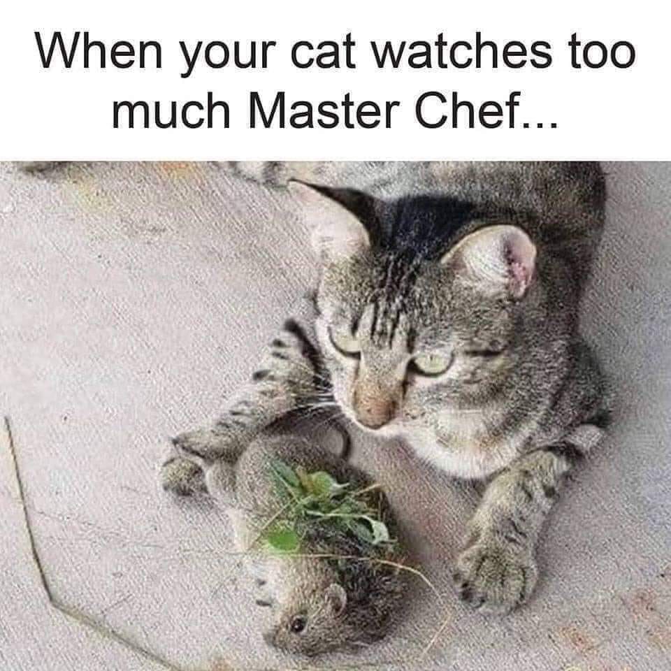 Master chef meme