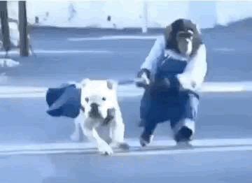 monkey running with dog gif
