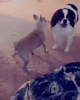 sexy dog dancing moves